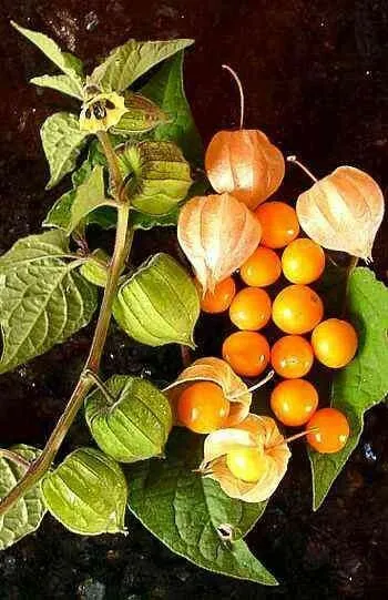 Fresh Physalis Peruviana Cape Gooseberry Peruvian Ground Cherry Pohaberry 50 See - £21.50 GBP