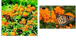 200 Seeds MILKWEED Asclepias tuberosa Monarch Butterfly Host Plant Perennial  - £21.38 GBP