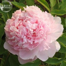 Heirloom Light Pink Rose Red Tree Peony &#39;Qiu Ball&#39; Flower, 5 Seeds - $10.35