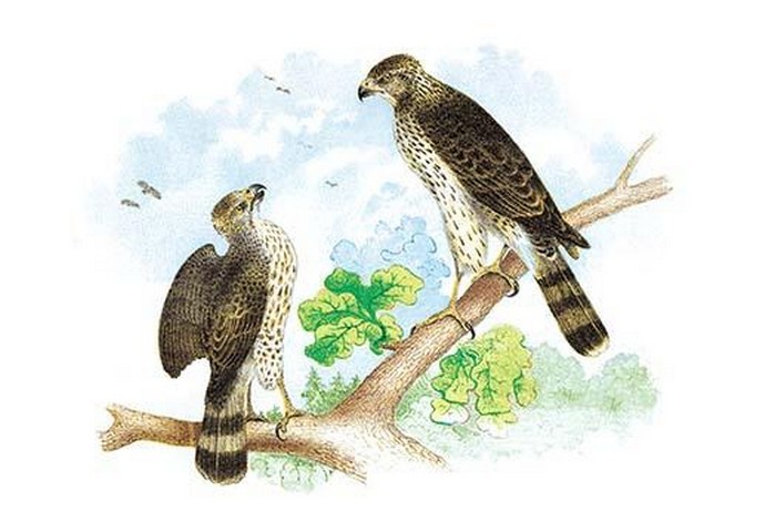 Sharp Skinned Hawk (Pigeon Hawk), with Broad Wing Hawk by Theodore Jasper - Art  - $21.99 - $196.99