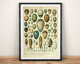 Bird Eggs Print: Vintage French Eggs Guide Millot Illustrated Poster-
show or... - £5.73 GBP+