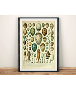 Bird Eggs Print: Vintage French Eggs Guide Millot Illustrated Poster-
sh... - £5.73 GBP+