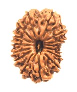 15 Mukhi Rudraksha - Nepal - Collector Size - 28.02 mm - IGL Certified - $975.41 CAD