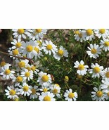Camomile seeds - 1 gr - code 087, non gmo camomile seeds,greek camomile ... - $91.84 MXN Camomile seeds - 1 gr - code 087, non gmo camomile seeds,greek camomile ... - $91.84 MXN