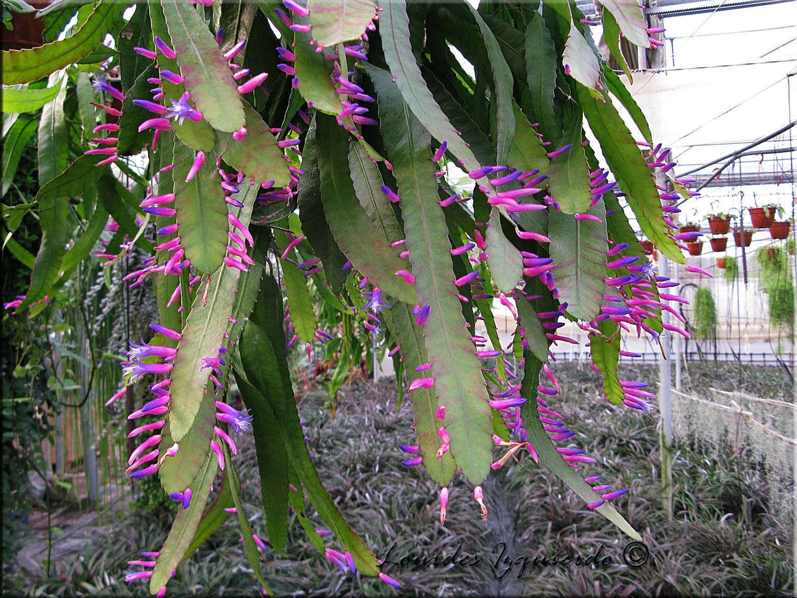 Wittia Amazonica Amazing Epiphyllum seeds
