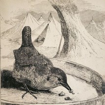 1872 Wren Bird Eating Leftovers At Military Camp Victorian Art Print Antique  - £29.28 GBP