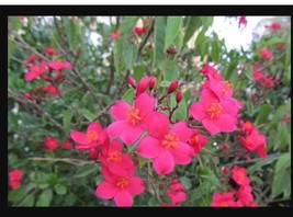 4&quot; Pot WATERMELON PINK~Dwarf Jatropha~intergerima Peregrina~Starter Plant - $34.99