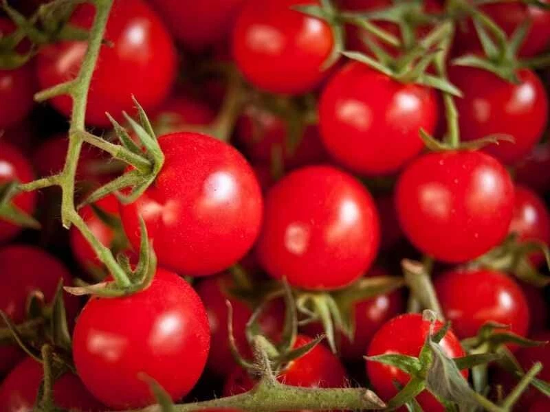 50+ Seeds Ruby Reds Tomato Tomatoe Vegetable Garden Edible Canning - $5.57