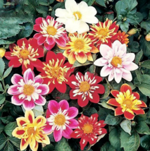 Mixed Colorful Dwarf Dahlia Perennial Bonsai Flowers 50 Seeds - £9.52 GBP