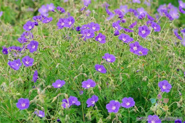 25+ Brookside Geranium Seeds - £6.82 GBP