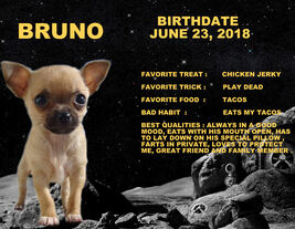 CUSTOMIZED HAPPY B-DAY PET DOG CAT HORSE FROG FAMILY MEMBER PHOTO PRINT ... - $6.81 CAD+