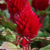 USA SELLER Flower Seeds 50 Celosia Seeds Plumed Kimono Red Flowers - £15.15 GBP