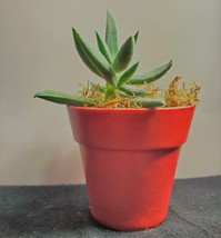 Fuzzy Succulent in Red Pot - Live Crassula Plant 2" Planter image 4