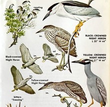 Herons &amp; Bitterns Varieties And Types 1966 Color Bird Art Print Nature A... - $19.99