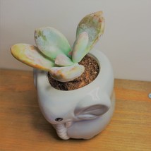 Elephant Pot with Succulent, Live Plant in Grey Ceramic Planter 2" image 5