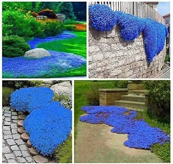 Fresh New Blue Creeping Thyme Groundcover Flowers 100 Seeds - £10.22 GBP