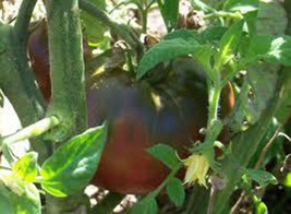 25 Purple Tomato Seeds-1278 - £3.14 GBP