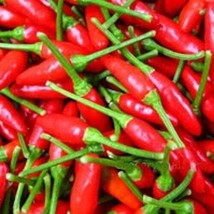 ENIL 30 Of Organic Small Red Chili Hot Pepper Seeds Thai Chili Hot Pepper Heirlo - £2.36 GBP