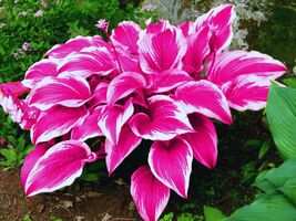 Hosta Pink Seeds  - $7.79
