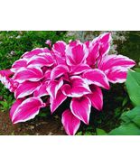 Hosta Pink Seeds  - $7.79
