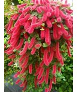 Acalypha Pendula CHENILLE Plant SUMMER LOVE AKA FIRE TAIL OR CAT TAIL - £28.76 GBP