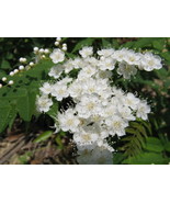 50 Seeds European Mountain Ash (Rowan Tree), Sorbus aucuparia, Ornamenta... - $20.95