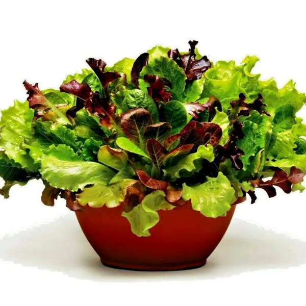 Fresh 600+ Gourmet Salad Mix Seeds Leaf Lettuce Blend Organic S Easy Garden - £4.35 GBP