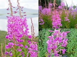 300 Seeds FIREWEED Rosebay Willow Herb YANAGIRAN Native Wildflower - £13.17 GBP