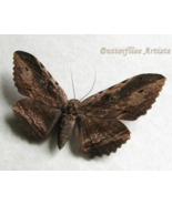 Real Bark Moth Anisoneura Aluco Framed Entomology Museum Quality Shadowbox - $1,355.63 MXN