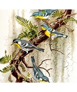 Yellow Throated And Parula Warblers 1957 Lithograph Bird Print John H Di... - £39.50 GBP