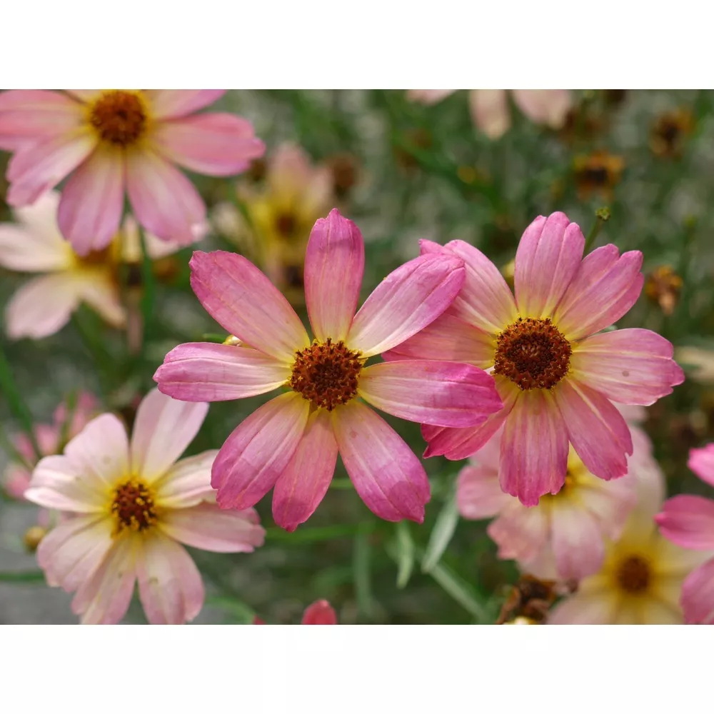 Sun Coreopsis Permathread Shades Of Rose Tickseed 2.5 Inch Pot  - £20.88 GBP