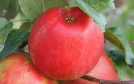 25 Seeds Honeycrisp Apple for Garden Planting  - £6.85 GBP