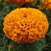 USA Seller Jumbo Orange Crackerjack Marigold Fast Shipping - $16.48