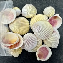 250g Pacific Cockle Seashell for Coastal Home Decor and Crafts - $13.99