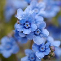 Fresh USA Seller Cynoglossum Amabile Or Chinese Forget Me Nots Seed - £7.49 GBP