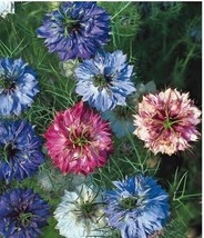 Love In The Mist Miss Jekyll Double Mixed Flower Seeds Fresh Garden - £9.43 GBP
