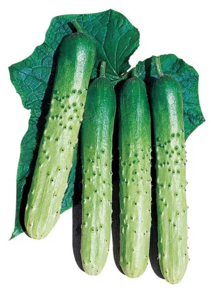 Fresh 30 Asia Eun Cheon Hybrid Korean Cucumber Seeds High Yield Garden - £15.20 GBP
