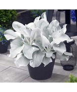  100pcs Angel Wings Plant, 100 Seeds D - $16.35