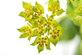 Sale 100 Seeds Green Gold Bupleurum Griffithii Rotundifolium Hares Thoroughwax F - £7.43 GBP