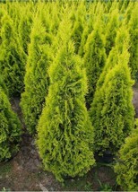 Thuja Janed Gold Starter Plant Approx 6 8 Inch Fresh USA Shipping - $33.20