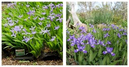5 Crested Iris,wild iris roots,Iris cristata - £27.94 GBP