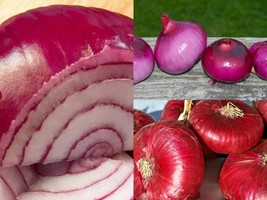 401+RED Burgundy Sweet Onion Short Day Spring Fall Vegetable Seeds Garden - $13.00