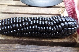 Maize Morado - Black Corn from Peru - $5.25