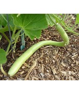 15 Cucuzzi (Italian Edible) Gourd Seed, much like summer squash - $9.99