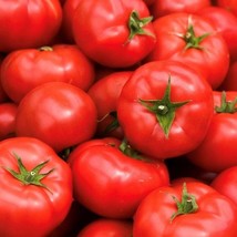 Early Girl Tomato Seeds Fast Shipping - £6.00 GBP