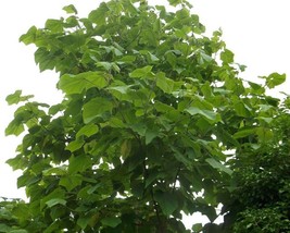 Paulownia Tomentosa (Princess Tree) 1000 seeds - £4.29 GBP