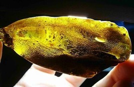 49gr Large Amber Stone Collector&#39;s Amber  Gemstone Stone Raw Genuine Amber - $494.01