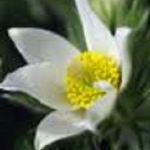 New Fresh Seeds 20 Pure White Anemone Pulsatilla Pasque Flower Seeds - $27.28