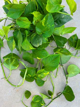 2  Golden Angel Plant 8 " to 12"  epipremnum aureum pothos Plant  - $12.89