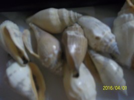 ocean sea shell lot of 30 Brown Chula 1 and 1/2 to 2 inch long for craft... - $8.07